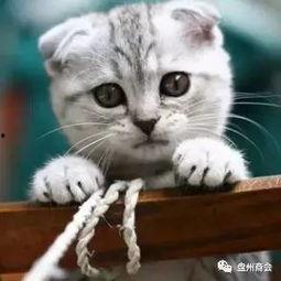 娱乐吃瓜君折耳猫原视频,折耳猫原视频背后的故事